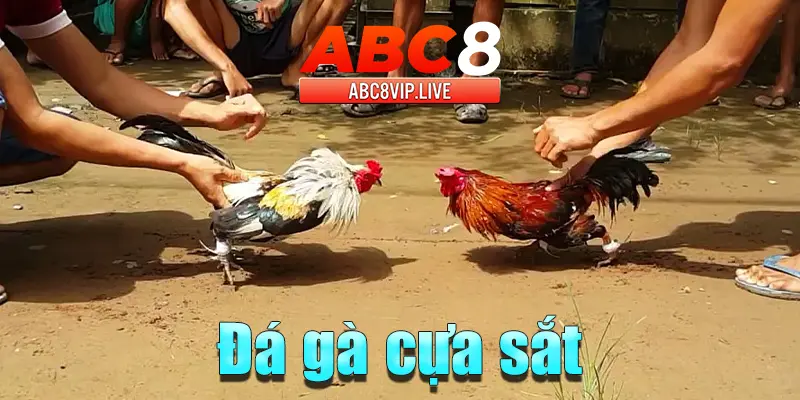 da-ga-cua-sat-abc8